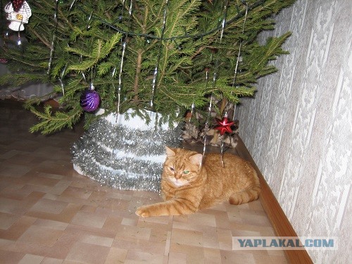 Котовторник *новогодний* 31/12/2019