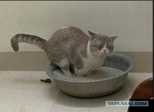 Зарисовки: коты