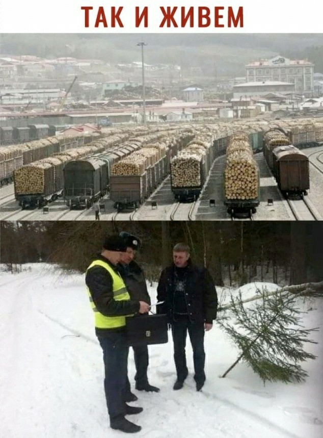 Жителю Гагино, который собрал не тот валежник в лесу, грозит 7 лет лишения свободы