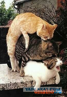 Котёнок боится слезть с дивана