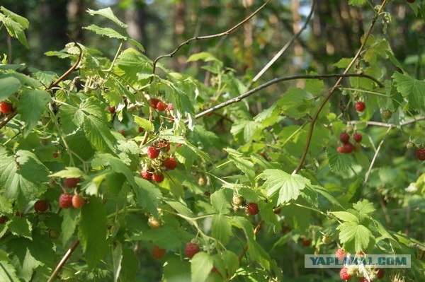 Пироги от © FrauMartы. Платиновый альбом.