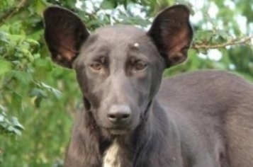 Породы собак, которые так похожи друг на друга