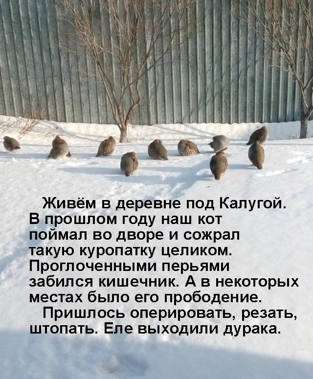 Куропатки