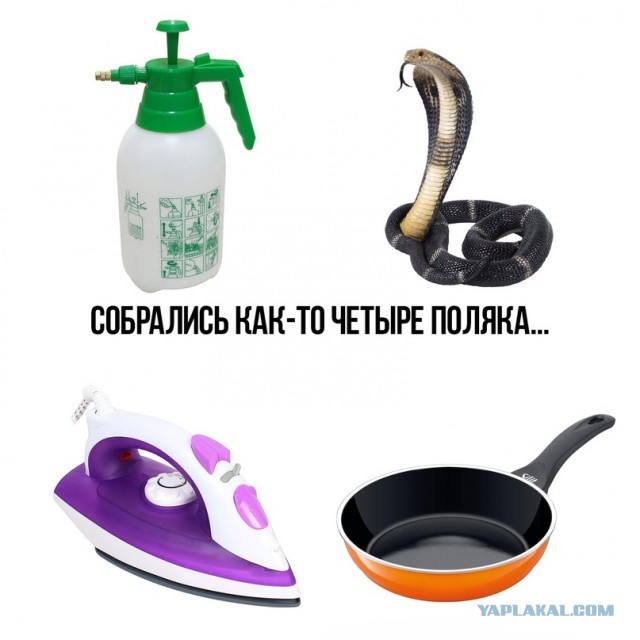 Весёлый полтишок 03.06.22