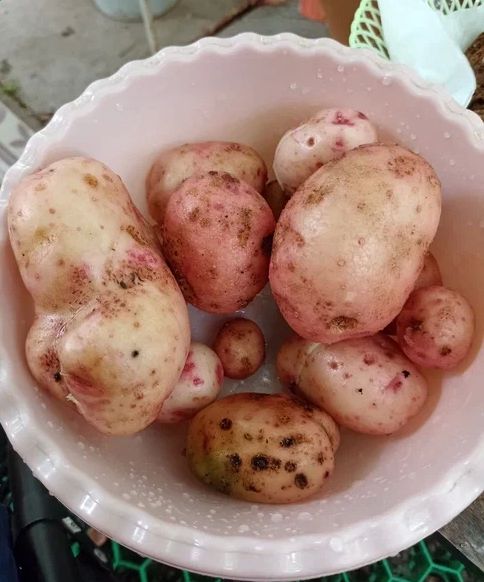Продам урожай недорого