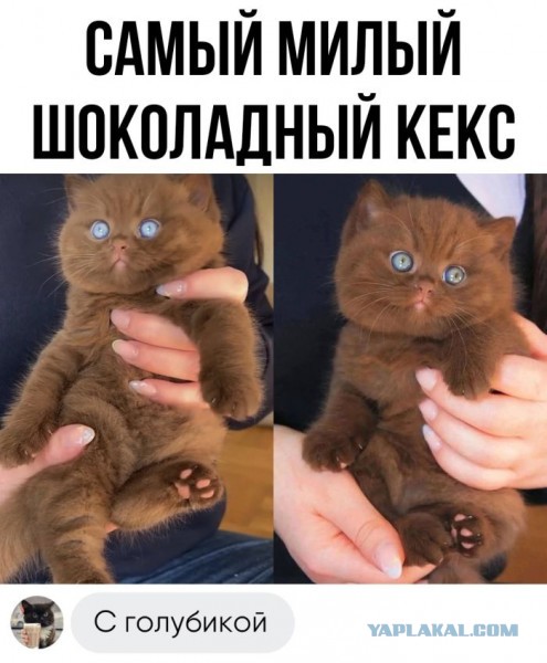 Весёлый полтишок 15.02.23