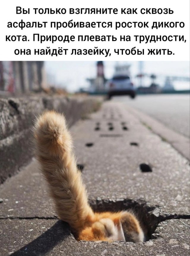 Всякая картиночная хня