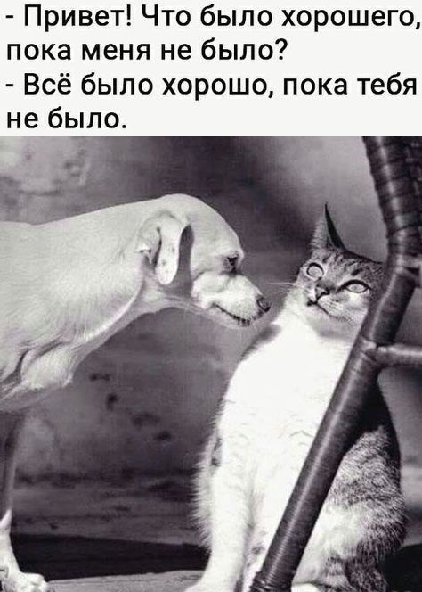 Веселые картинки к пятнице (11.10)