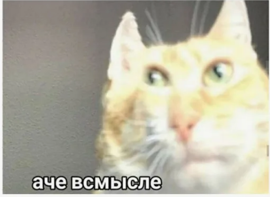 Хозяин решил установить камеру у кормушки своего кота.