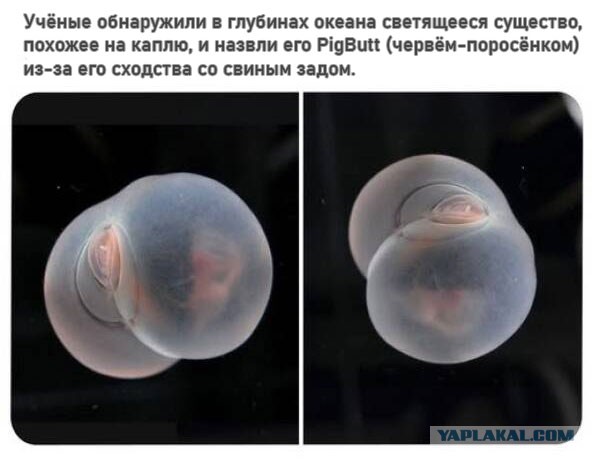 Веселые картинки в понедельник (24.03)