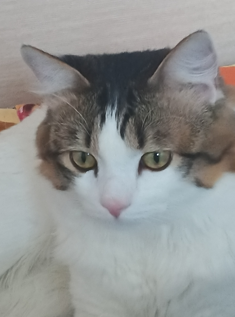Совпало с котовторником.