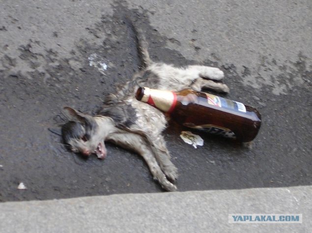 Ликбез по кошачьим породам.