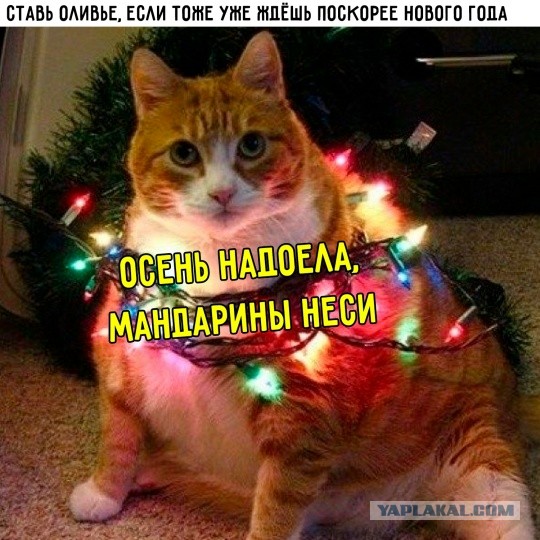 Немного картинок накануне выходных