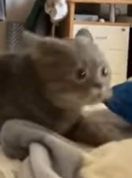 Коты не всегда на лапы