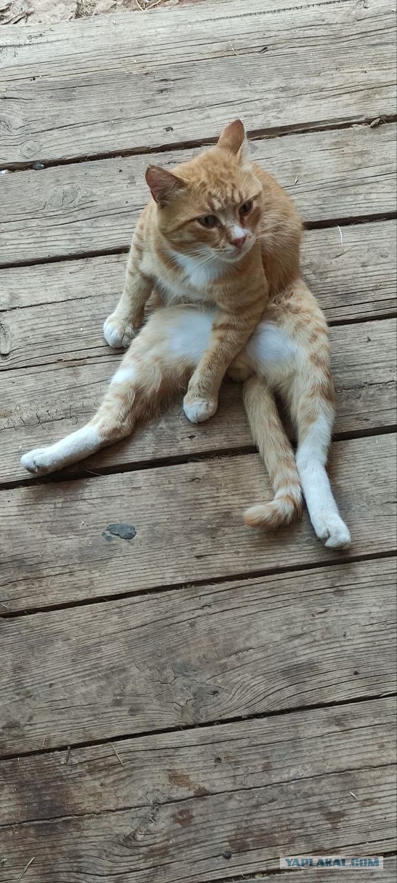 Кота с дачи забрал