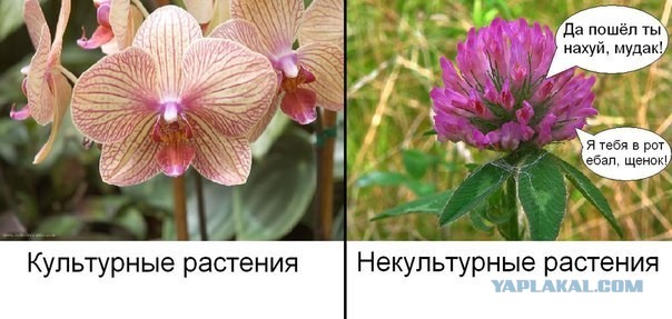 Оскорблименты