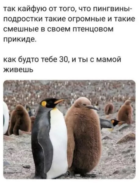Картинки для деградации 185 (разной степени свежести)