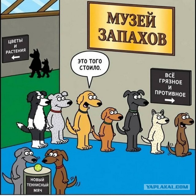 Вместо мозга — аппендикс