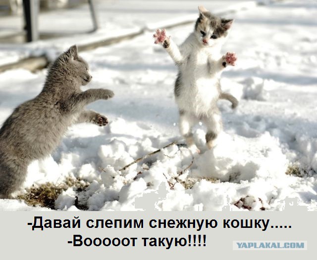 Котенька впервые увидел снег