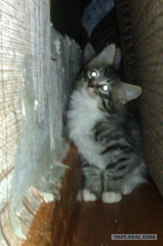 Пусть мама услышит, пусть мама придет - мимишность