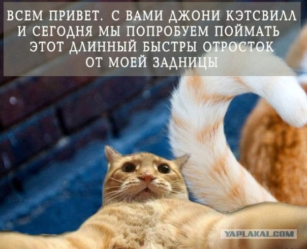 Джонни Кэтсвилл