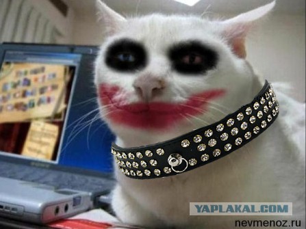 Коты ученых