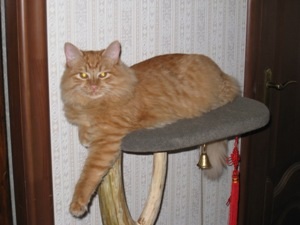 Котовторник  08.04.2014