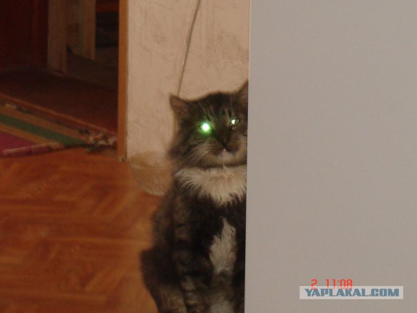 Кот спас мальчика от нападения собаки