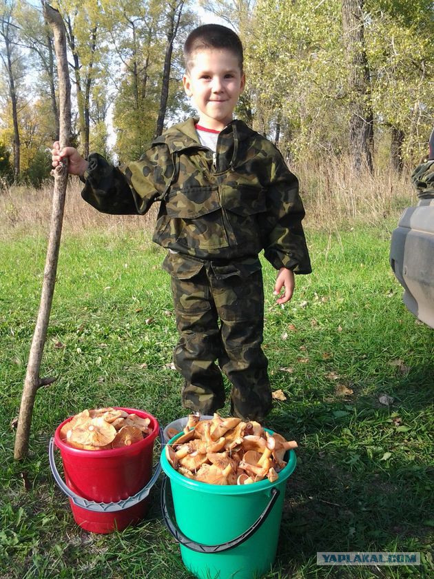 Топ-10 грибов