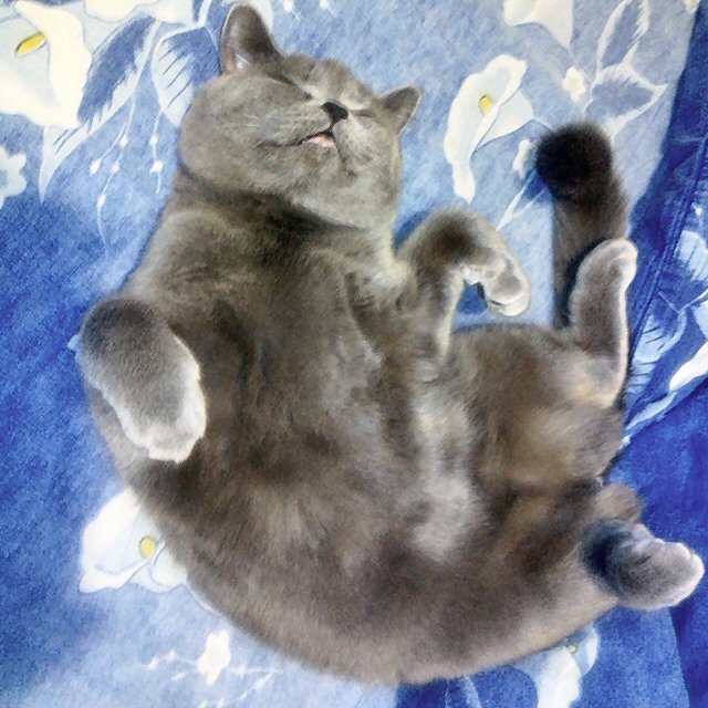 Котовторник 16.12.2014