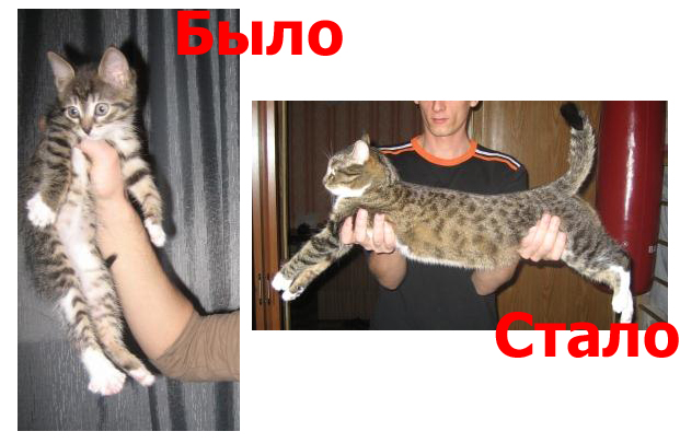 И немного о дрессировке