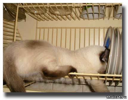 25 кошек, которые спят где угодно