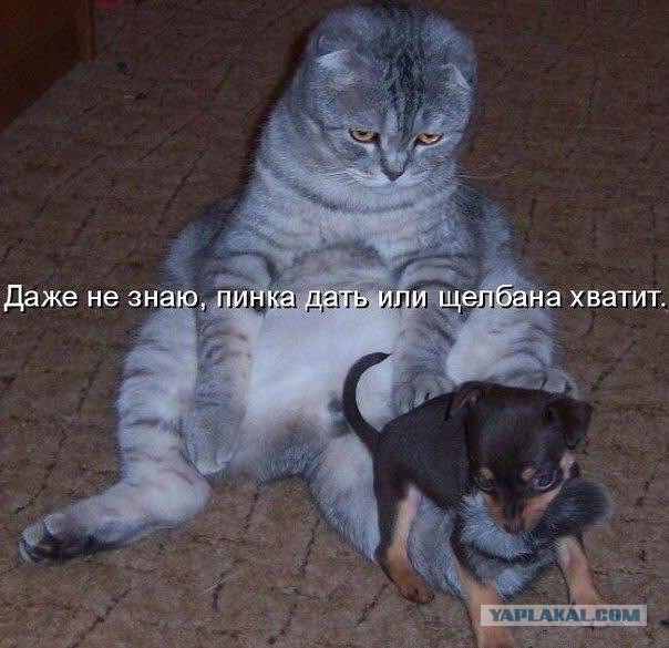 Котопёс))