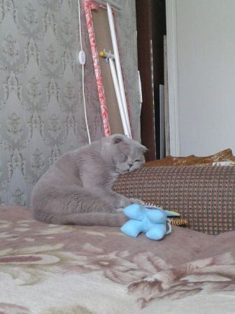 Котовторник  21.07.2015