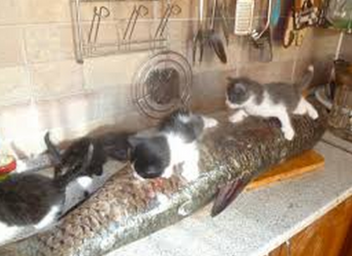 Новогодний котовторник,05.01.16.