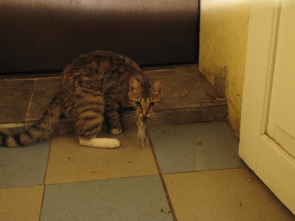 Котовторник  01.03.2016