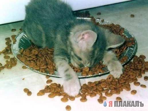 Коты, кошки, котята
