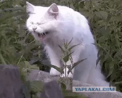 Картинки на пятницу