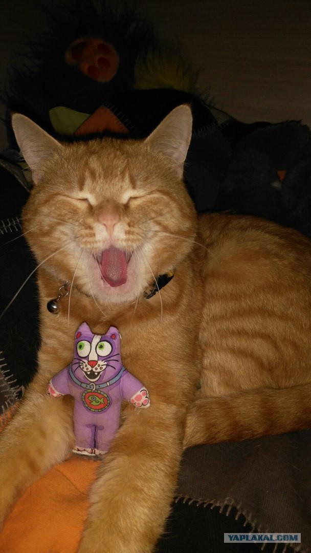 Мой зевающий кот