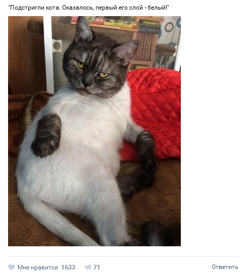 Коты из сети