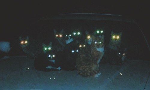 Коты из сети