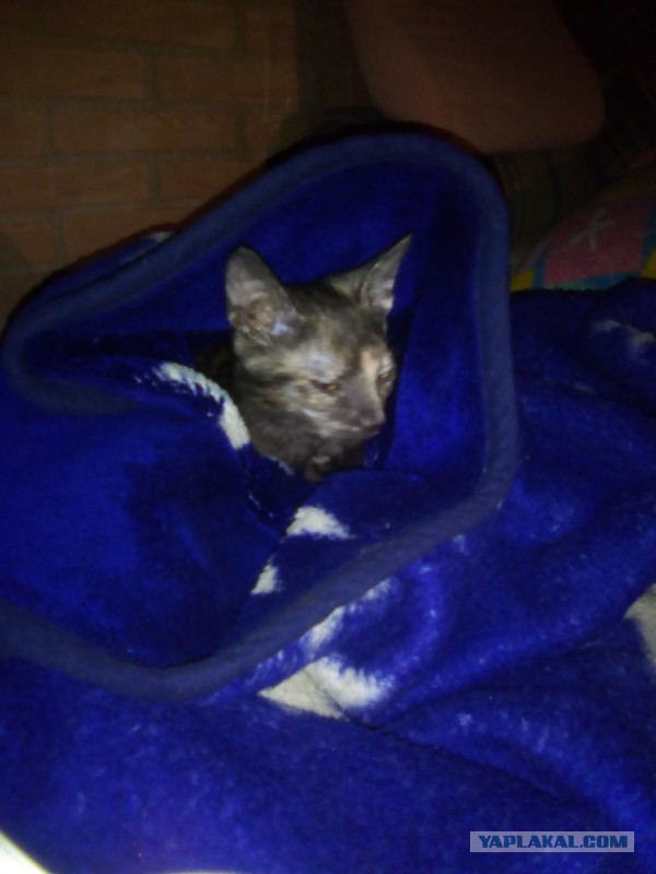 Котовторник 06.12.2016