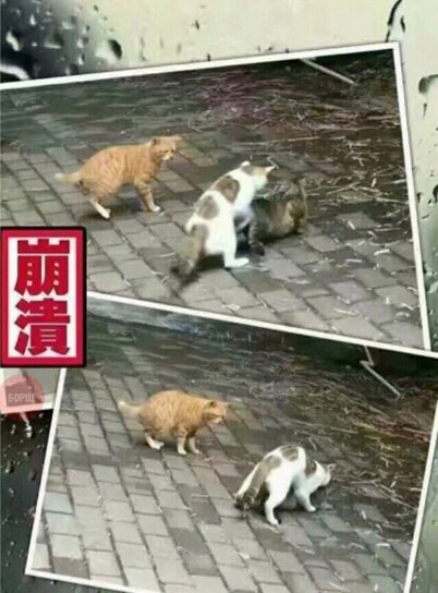 Коты из сети