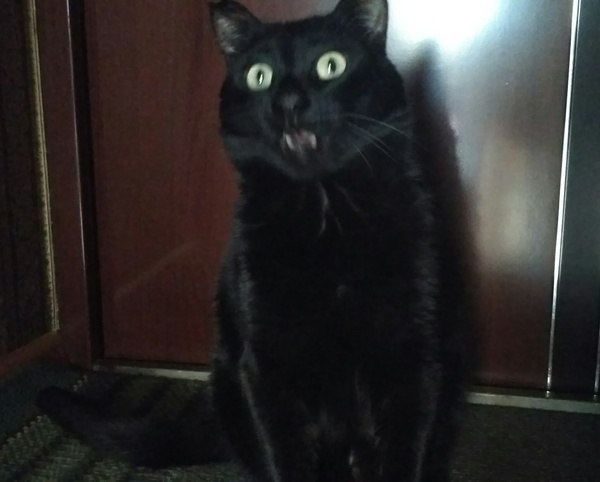 Коты из сети