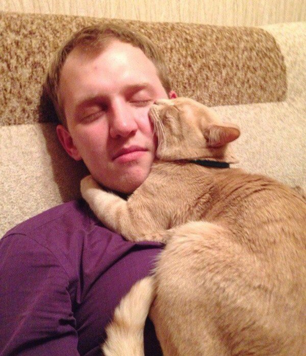Коты и Кошки