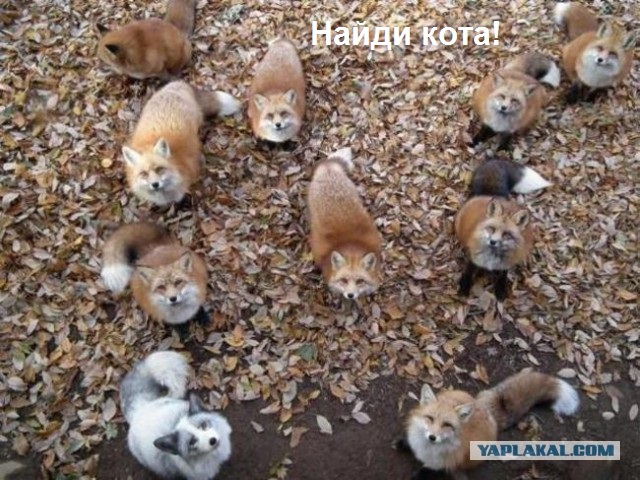 Бешеная лиса напала на человека