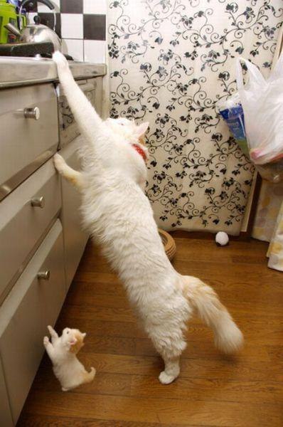 Коты и Кошки