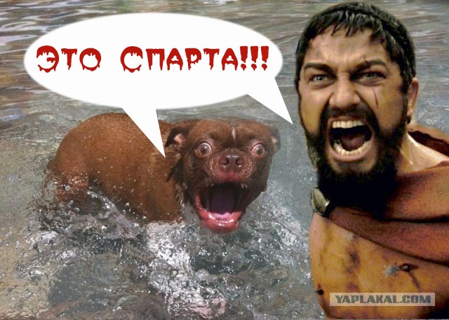 Жабельный собакен