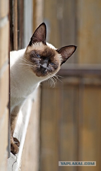 Котовторник ужасов (36 фот)