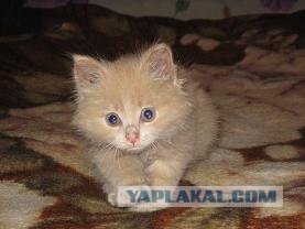 Кошкины истории со счастливым концом